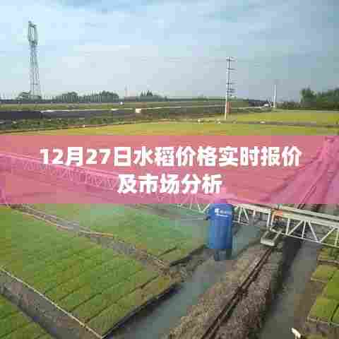 12月27日水稻价格行情及市场深度解析
