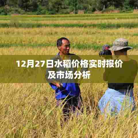 12月27日水稻价格行情及市场深度解析