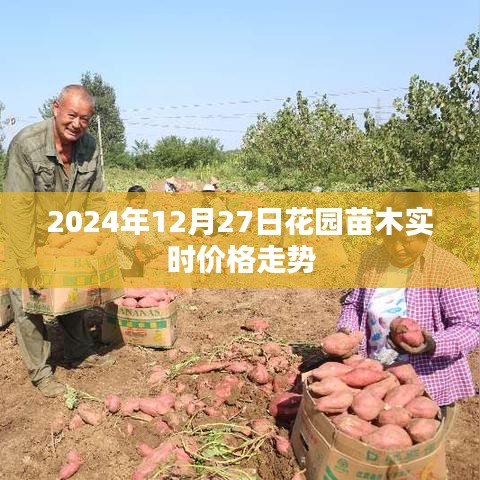2024年12月27日花园苗木价格走势分析