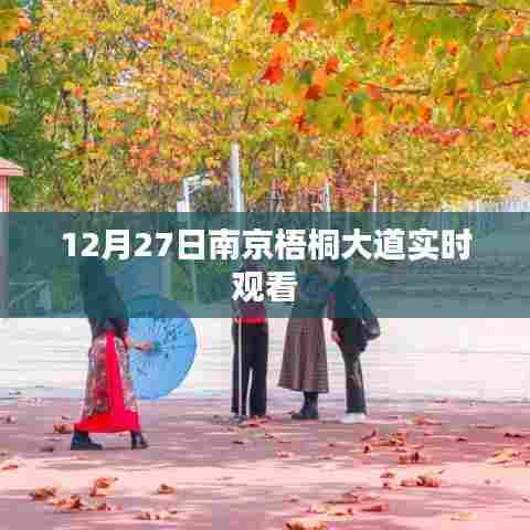 南京梧桐大道12月27日实拍赏析