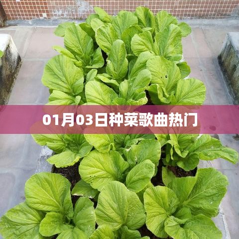 种菜歌曲风靡榜,热门排行揭晓