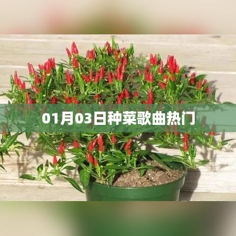 种菜歌曲风靡榜,热门排行揭晓