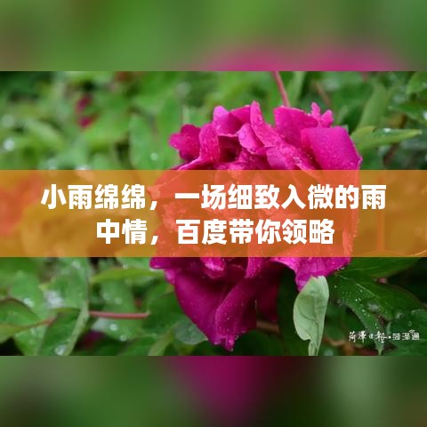 小雨绵绵,一场细致入微的雨中情,百度带你领略