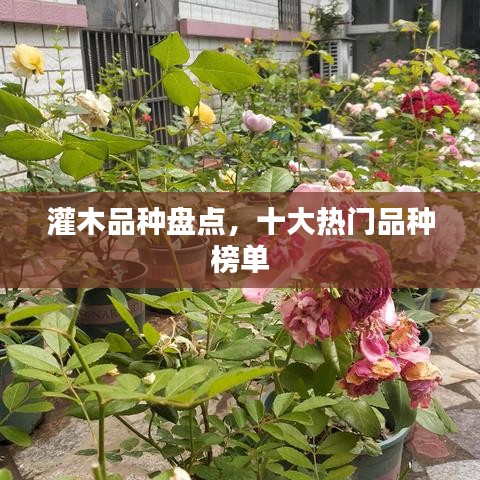灌木品种盘点,十大热门品种榜单