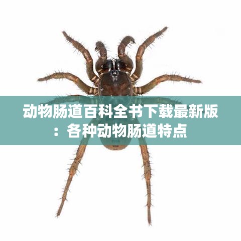 动物肠道百科全书下载最新版:各种动物肠道特点