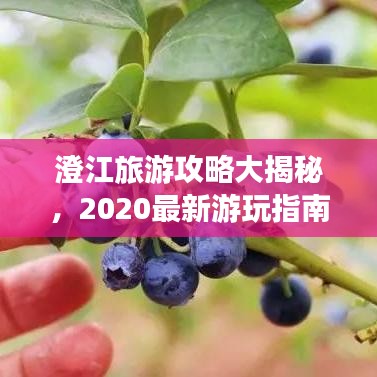 澄江旅游攻略大揭秘,2020最新游玩指南!