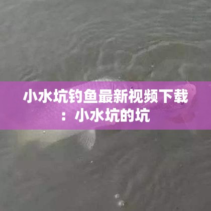 小水坑钓鱼最新视频下载:小水坑的坑