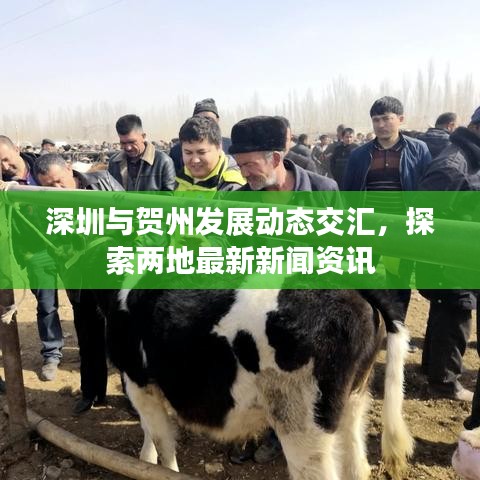 深圳与贺州发展动态交汇，探索两地最新新闻资讯