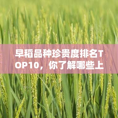早稻品种珍贵度排名TOP10,你了解哪些上榜?