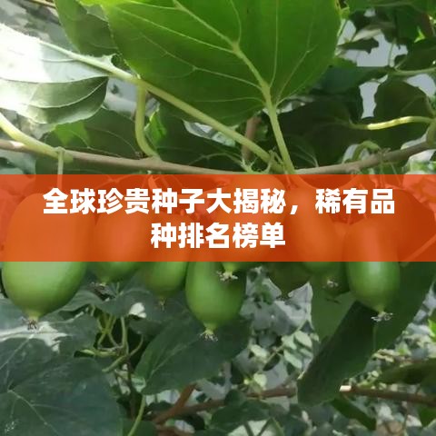 全球珍贵种子大揭秘,稀有品种排名榜单