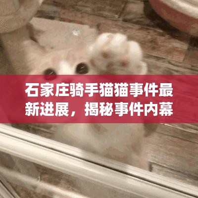 石家庄骑手猫猫事件最新进展,揭秘事件内幕,最新动态一网打尽!