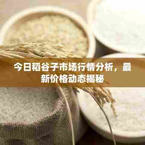 今日稻谷子市场行情分析，最新价格动态揭秘