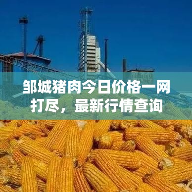 邹城猪肉今日价格一网打尽,最新行情查询