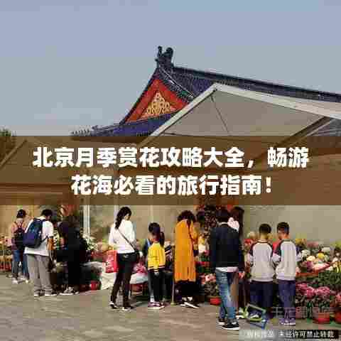 北京月季赏花攻略大全,畅游花海必看的旅行指南!