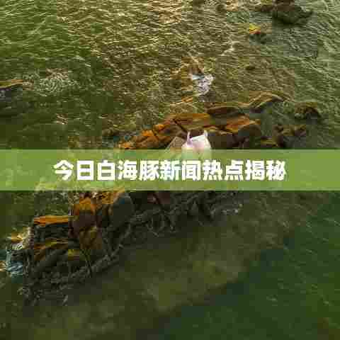 今日白海豚新闻热点揭秘