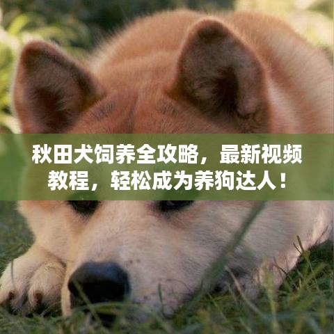 秋田犬饲养全攻略,最新视频教程,轻松成为养狗达人!