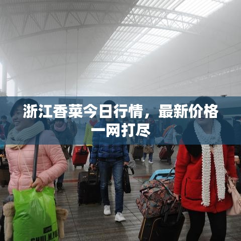 浙江香菜今日行情,最新价格一网打尽
