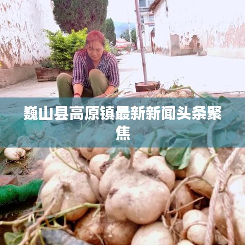 巍山县高原镇最新新闻头条聚焦