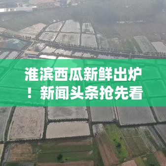 淮滨西瓜新鲜出炉！新闻头条抢先看