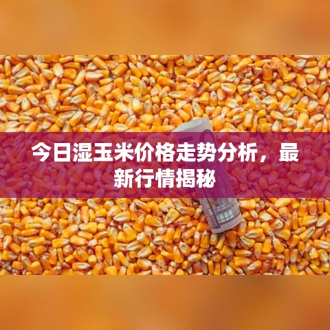 今日湿玉米价格走势分析,最新行情揭秘
