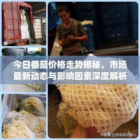 今日番茄价格走势揭秘,市场最新动态与影响因素深度解析