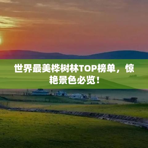世界最美桦树林TOP榜单，惊艳景色必览！
