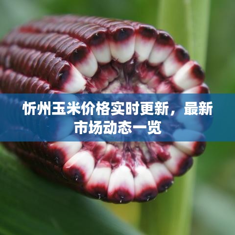 忻州玉米价格实时更新,最新市场动态一览