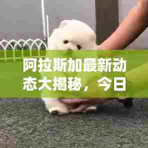 阿拉斯加最新动态大揭秘,今日头条报道汇总!