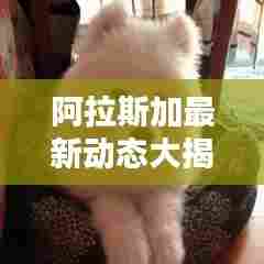 阿拉斯加最新动态大揭秘,今日头条报道汇总!