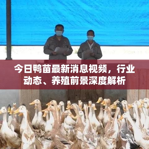 今日鸭苗最新消息视频，行业动态、养殖前景深度解析
