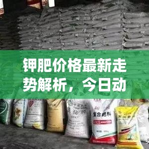 钾肥价格最新走势解析，今日动态及市场预测