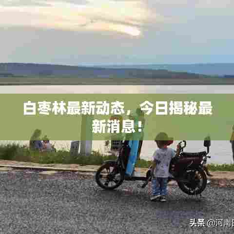 白枣林最新动态,今日揭秘最新消息!