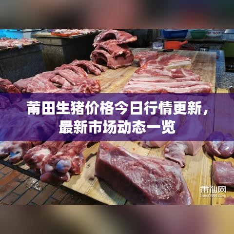 莆田生猪价格今日行情更新,最新市场动态一览