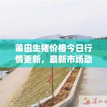 莆田生猪价格今日行情更新,最新市场动态一览