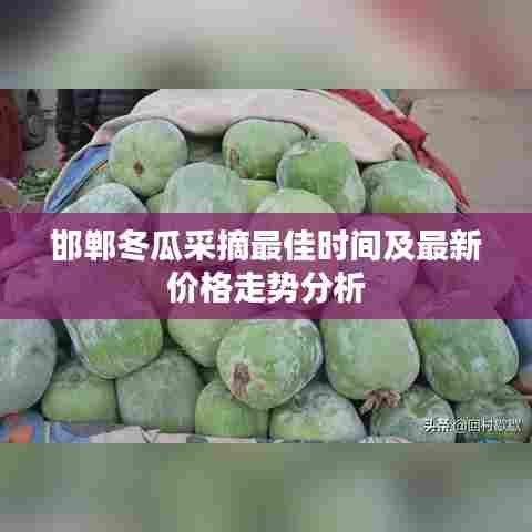 邯郸冬瓜采摘最佳时间及最新价格走势分析