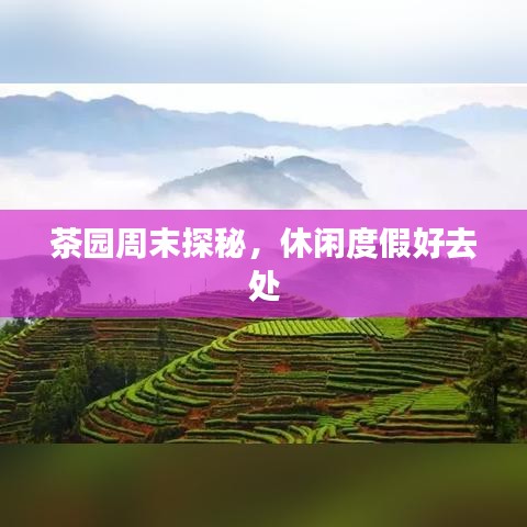 茶园周末探秘,休闲度假好去处