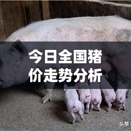 今日全国猪价走势分析，最新动态一览