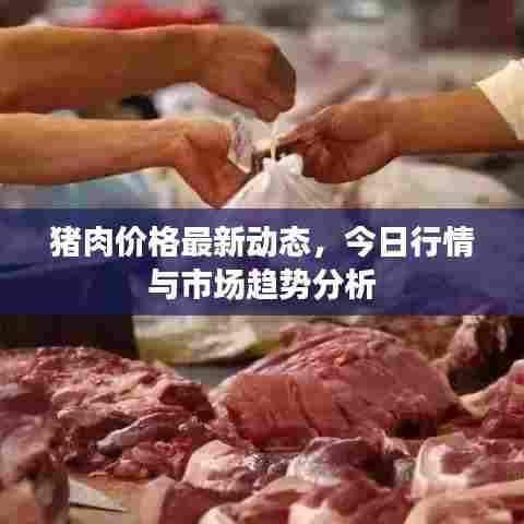猪肉价格最新动态,今日行情与市场趋势分析