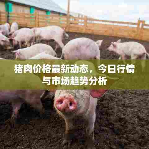 猪肉价格最新动态,今日行情与市场趋势分析