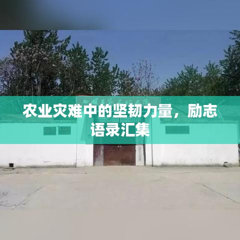 农业灾难中的坚韧力量,励志语录汇集