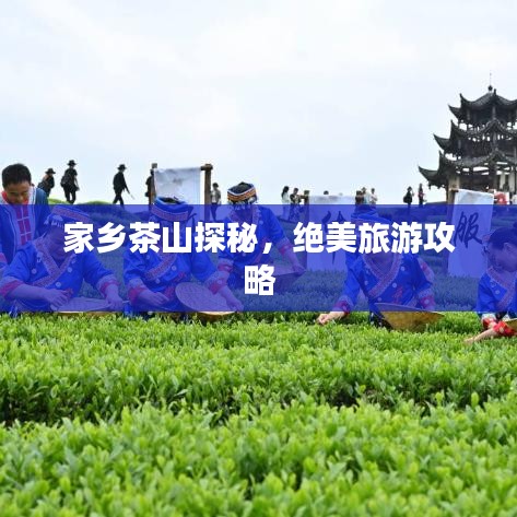 家乡茶山探秘,绝美旅游攻略