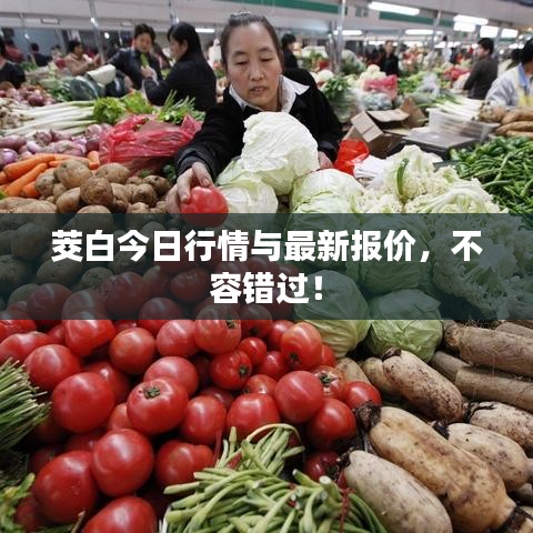 茭白今日行情与最新报价,不容错过!