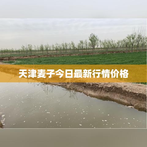 天津麦子今日最新行情价格