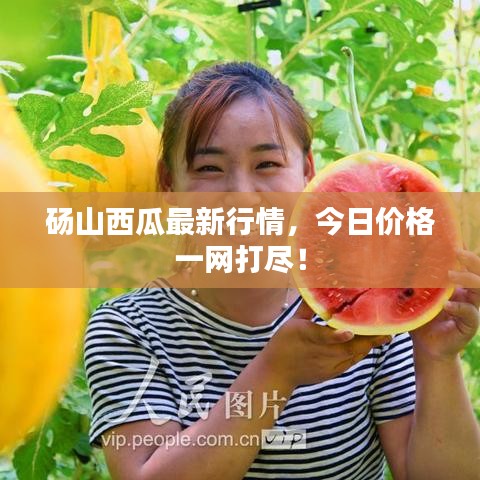砀山西瓜最新行情,今日价格一网打尽!