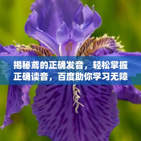 揭秘鸢的正确发音,轻松掌握正确读音,百度助你学习无障碍