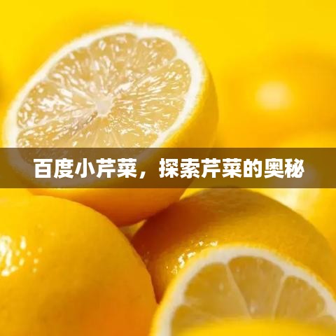 百度小芹菜,探索芹菜的奥秘