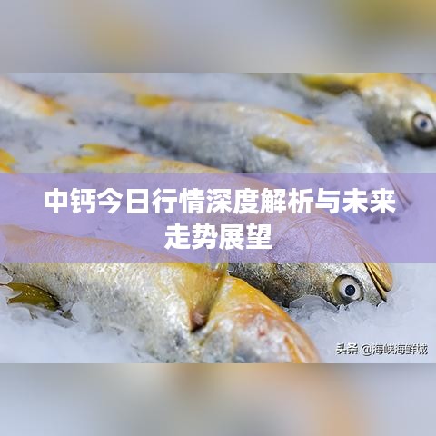 中钙今日行情深度解析与未来走势展望