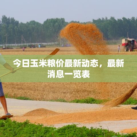 今日玉米粮价最新动态,最新消息一览表