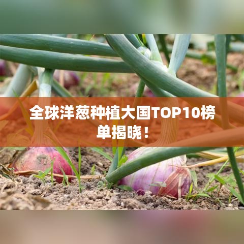 全球洋葱种植大国TOP10榜单揭晓!