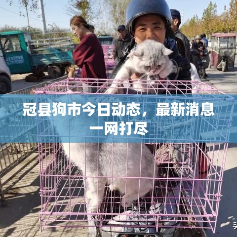冠县狗市今日动态,最新消息一网打尽